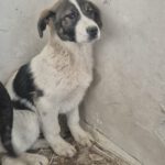 Mischling Spike, 10/2025, Endgröße ca. 60 cm