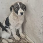 Mischling Spike, 10/2025, Endgröße ca. 60 cm