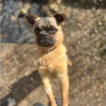 Mops Mischling Stitch, 06/2023, ca. 29 cm