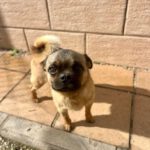 Mops Mischling Stitch, 06/2023, ca. 29 cm