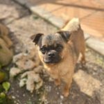 Mops Mischling Stitch, 06/2023, ca. 29 cm