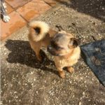 Mops Mischling Stitch, 06/2023, ca. 29 cm