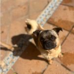 Mops Mischling Stitch, 06/2023, ca. 29 cm