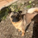 Mops Mischling Stitch, 06/2023, ca. 29 cm