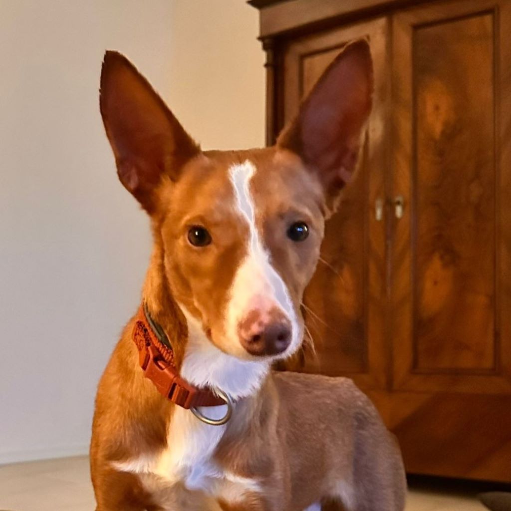 Podenco Sven,12/2024, ca. 43 cm,21337 Lüneburg