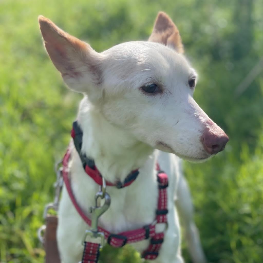 Podenco Tacha, 08/2014, ca. 45 cm