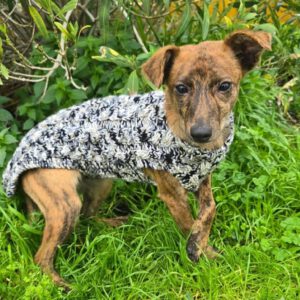 Mischling Tadeo, 11/2026, Endgröße ca. 50 cm