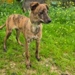 Mischling Tadeo, 11/2025, Endgröße ca. 50 cm