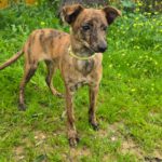 Mischling Tadeo, 11/2025, Endgröße ca. 50 cm