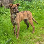 Mischling Tadeo, 11/2025, Endgröße ca. 50 cm