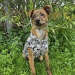 Mischling Tadeo, 11/2025, Endgröße ca. 50 cm