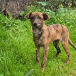 Mischling Tadeo, 11/2025, Endgröße ca. 50 cm