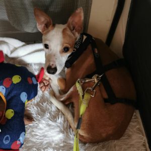 Mischling Tarzan, 04/2025, ca. 35 cm, 66571 Eppelborn