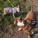 Mischling Tarzan, 04/2025, ca. 35 cm, 66571 Eppelborn