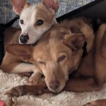 Mischling Tarzan, 04/2025, ca. 35 cm, 66571 Eppelborn