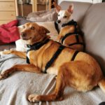 Mischling Tarzan, 04/2025, ca. 35 cm, 66571 Eppelborn