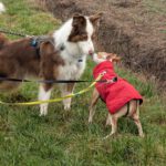 Mischling Tarzan, 04/2025, ca. 35 cm, 66571 Eppelborn