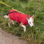 Mischling Tarzan, 04/2025, ca. 35 cm, 66571 Eppelborn