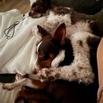 Mischling Tatiana, 11/2019, ca. 45 cm, 23569 Lübeck