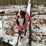 Mischling Tatiana, 11/2019, ca. 45 cm, 23569 Lübeck