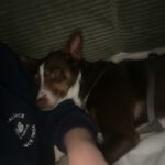 Mischling Tatiana, 11/2019, ca. 45 cm, 23569 Lübeck