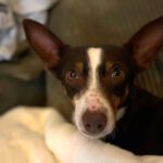 Mischling Tatiana, 11/2019, ca. 45 cm, 23569 Lübeck