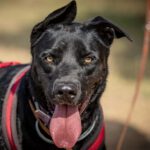 Malinois-Mischling Timo, 08/2021, ca. 65 cm