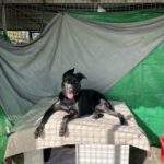 Malinois-Mischling Timo, 08/2021, ca. 65 cm