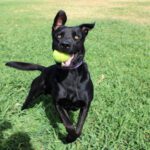 Malinois-Mischling Timo, 08/2021, ca. 65 cm