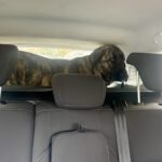 Mastin Mischling Tina Turner, 01/2025, Endgröße ca. 70 cm