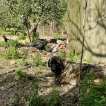 Mastin Mischling Tina Turner, 01/2025, Endgröße ca. 70 cm