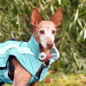 Podenco Titi, 05/2017, ca. 40 cm, 86459 Gessertshausen