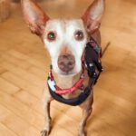 Podenco Titi, 05/2017, ca. 40 cm, 86459 Gessertshausen