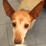 Podenco Titi, 05/2017, ca. 40 cm, 86459 Gessertshausen