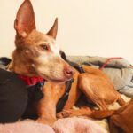 Podenco Titi, 05/2017, ca. 40 cm, 86459 Gessertshausen