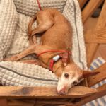 Podenco Titi, 05/2017, ca. 40 cm, 86459 Gessertshausen