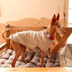 Podenco Titi, 05/2017, ca. 40 cm, 86459 Gessertshausen