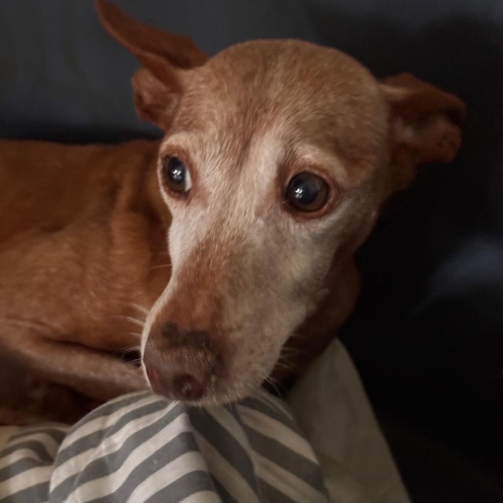 Podenco Titi, 05/2017, ca. 40 cm, 86459 Gessertshausen