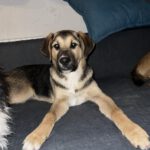 Mischling Toivo, 09/2025, ca. 53cm