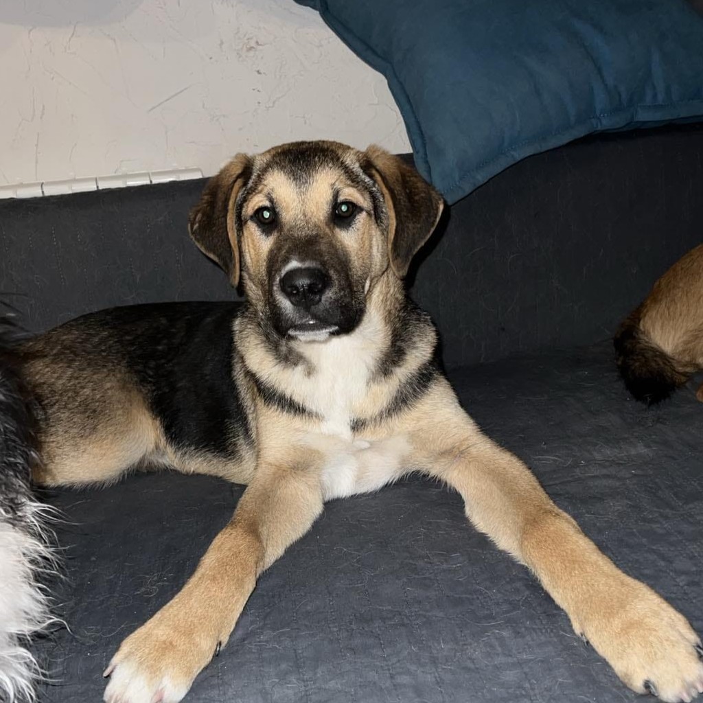 Mischling Toivo, 09/2025, ca. 53cm