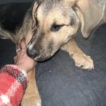 Mischling Toivo, 09/2025, ca. 53cm