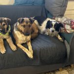 Mischling Toivo, 09/2025, ca. 53cm