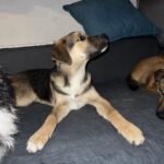 Mischling Toivo, 09/2025, ca. 53cm