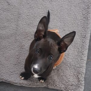 Mischling Tomsk, 10/2025, Endgröße ca. 40- 45 cm, 52224 Stolberg