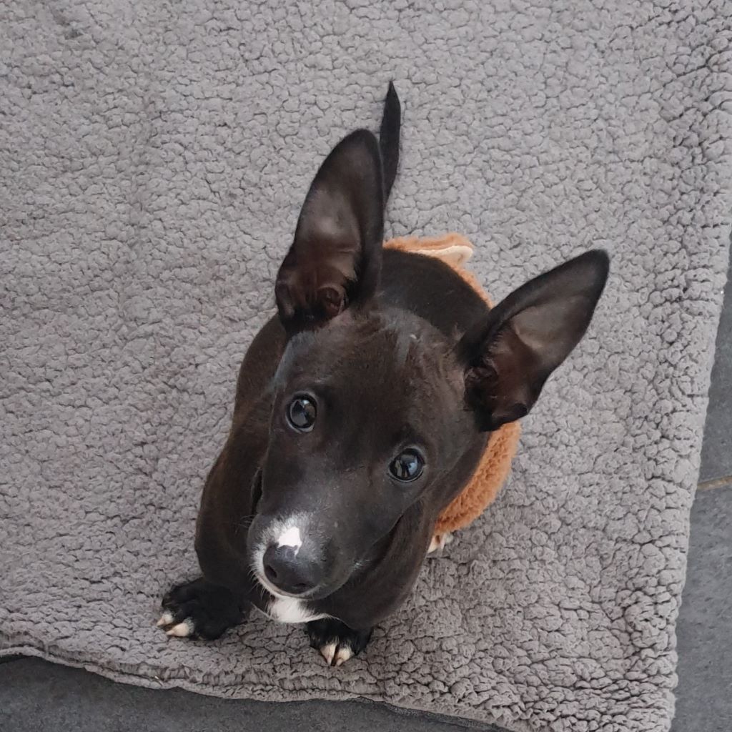 Mischling Tomsk, 10/2025, Endgröße ca. 40- 45 cm, 52224 Stolberg