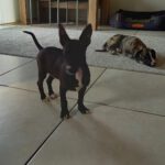 Mischling Tomsk, 10/2025, Endgröße ca. 40- 45 cm, 52224 Stolberg