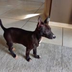 Mischling Tomsk, 10/2025, Endgröße ca. 40- 45 cm, 52224 Stolberg