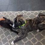 Mischling Tomsk, 10/2025, Endgröße ca. 40- 45 cm, 52224 Stolberg