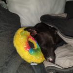 Mischling Tomsk, 10/2025, Endgröße ca. 40- 45 cm, 52224 Stolberg