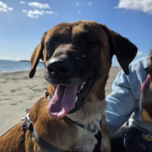 Malinois Mischling Turca, 12/2023, ca. 60 cm